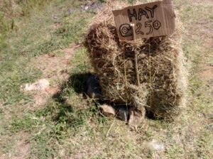 Hay bales for sale