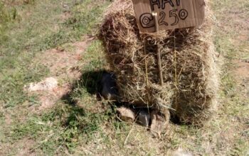 Hay bales for sale