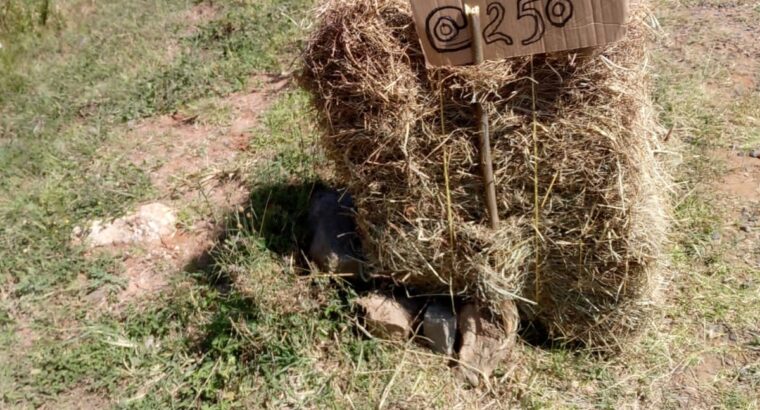 Hay bales for sale