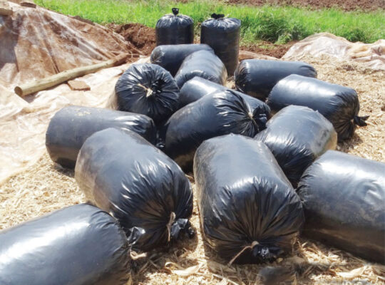 Silage bag (Rolls)