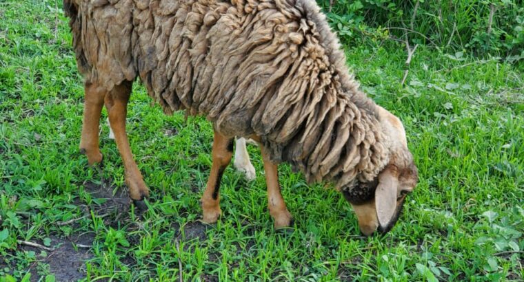 Half breed Dorper male sheep