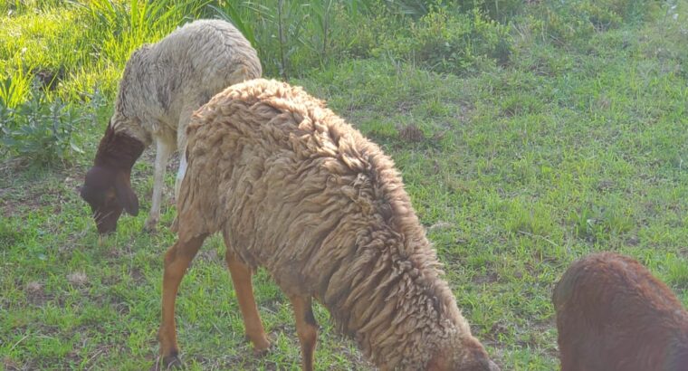 Half breed Dorper male sheep