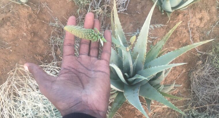 Aloe Vera barbadensis miller