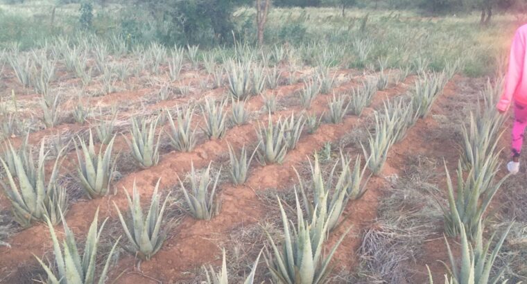 Aloe Vera barbadensis miller