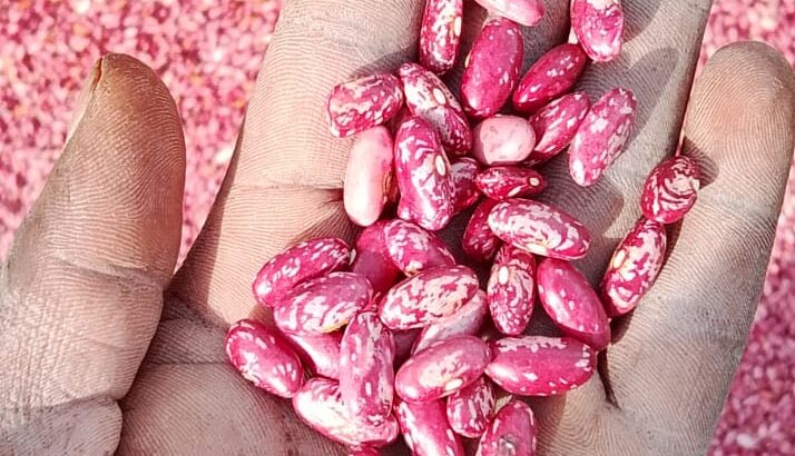 Nyota Variety beans