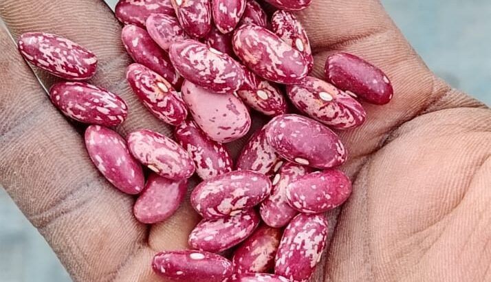 Nyota Variety beans