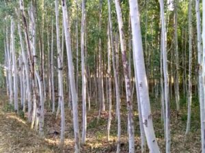 Eucalyptus Trees