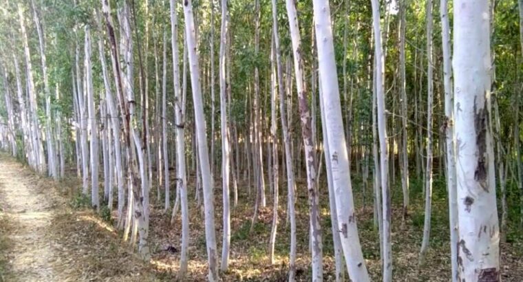 Eucalyptus Trees