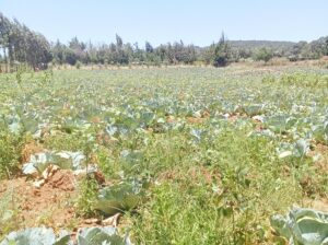 Fresh and healthy cabbage for