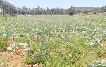 Fresh and healthy cabbage for