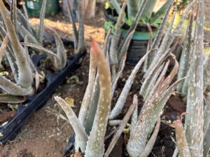 Aloe Vera barbadensis miller