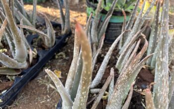 Aloe Vera barbadensis miller