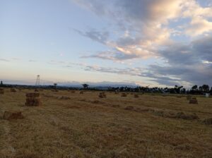 FRESH BOMA RHODES HAY FOR SALE