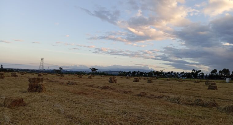 FRESH BOMA RHODES HAY FOR SALE