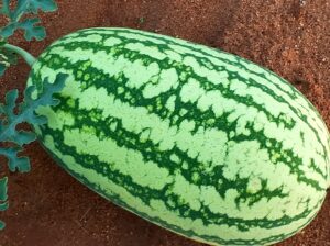 Watermelon 🍉 in Endau, Kitui