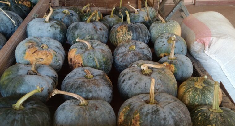 Organic Pumpkins for sale