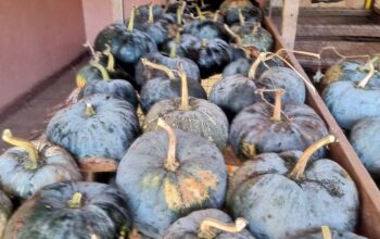 Organic Pumpkins for sale