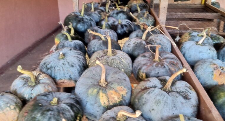 Organic Pumpkins for sale