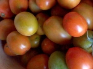 Fresh Tomatoes for sale