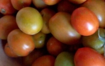 Fresh Tomatoes for sale