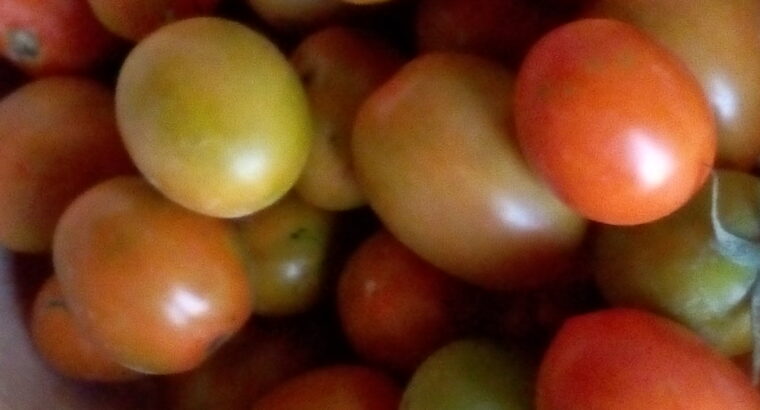 Fresh Tomatoes for sale