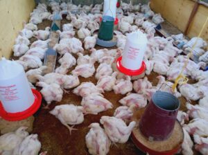 Broilers Available for sale