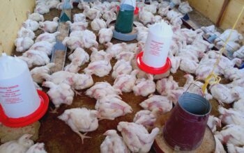 Broilers Available for sale