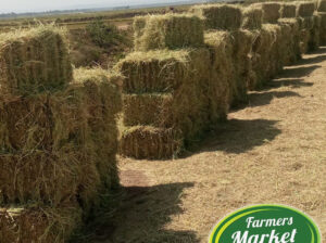 FRESH BOMA RHODES HAY FOR SALE