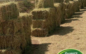 FRESH BOMA RHODES HAY FOR SALE