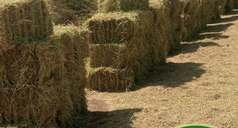 FRESH BOMA RHODES HAY FOR SALE