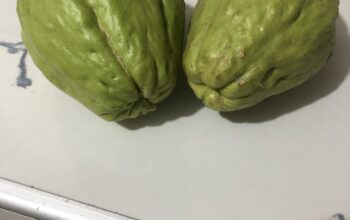 Very fresh organic Chayote