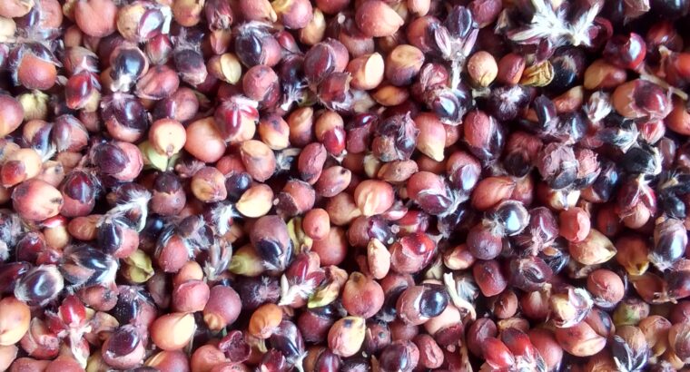 Brown sorghum (SC SMILE )