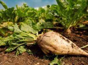 Sugar Beets