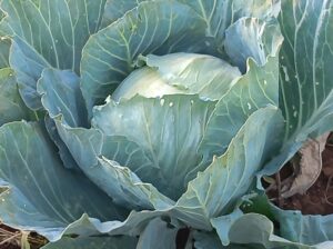 Fresh and healthy cabbage