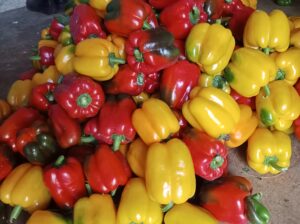 Coloured capsicum