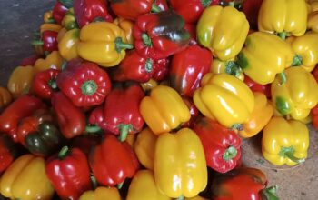 Coloured capsicum