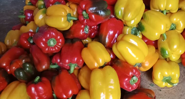 Coloured capsicum