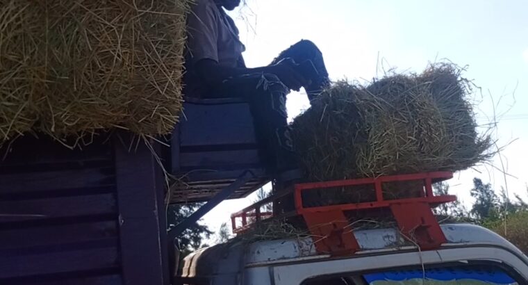 Rice straw bales – Farmers Market Kenya