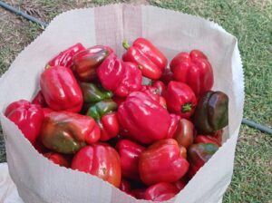 Coloured capsicum