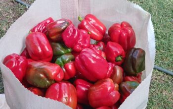 Coloured capsicum