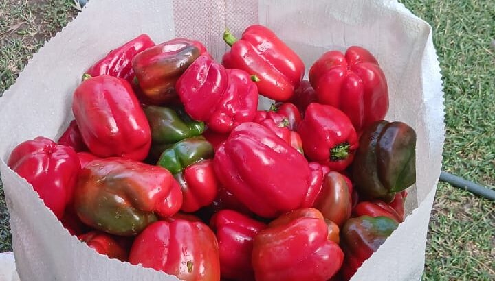 Coloured capsicum