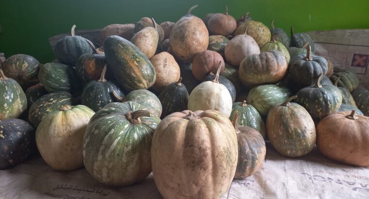 Nutritious Pumkins for sale