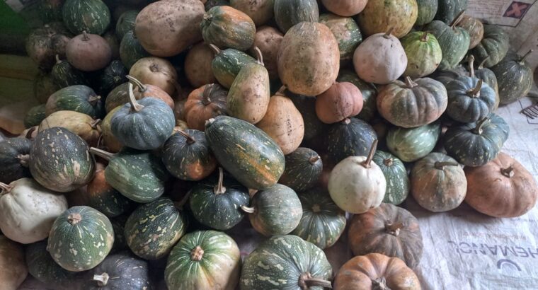 Nutritious Pumkins for sale