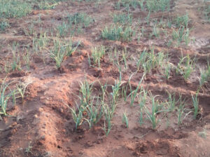 Fresh garlic produce in local