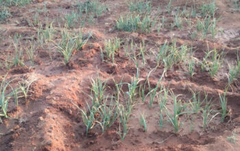 Fresh garlic produce in local