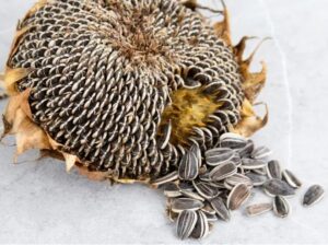 Harvested sunflower seeds