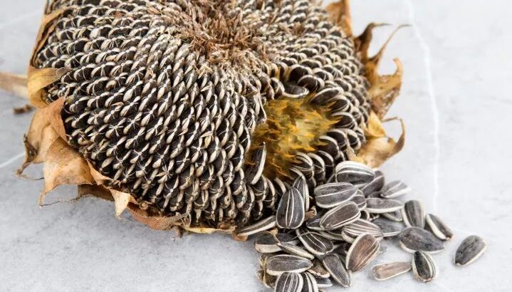 Harvested sunflower seeds