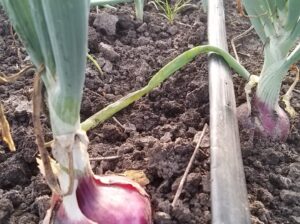 Red Pinoy Onions fresh